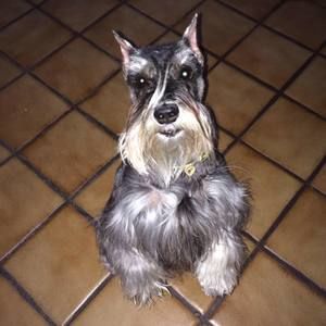 Meet your Posher, Sylvia